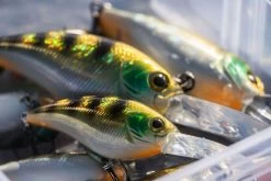 Shimano Yasei Cover Crank F -Shimano Geschäft LUYASCCFSR07RBTr 4