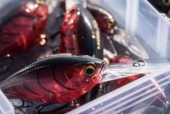 Shimano Yasei Cover Crank F -Shimano Geschäft LUYASCCFSR07RBTr 5